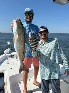 Two redfish and sheepshead caught while fishing in Jacksonville