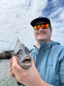 Sheepshead fish caught while fishing in Jacksonville FL showing distinctive teeth