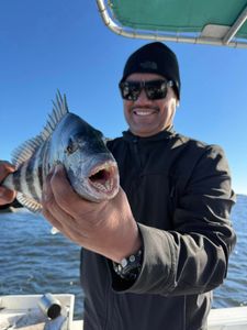Sheepshead fish caught while fishing in FL