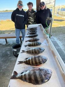 Sheepshead fish caught during fishing trip in FL