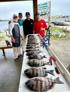 4 sheepshead fish caught by 4 people in FL