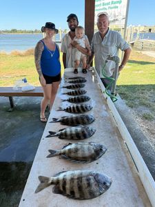 Four sheepshead fish caught by four people fishing in Jacksonville