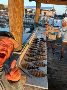 Three sheepshead fish caught in Jacksonville, FL