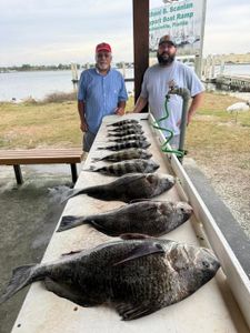 Three black drum fish caught while fishing in Florida