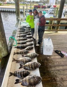 Three sheepshead fish caught in Jacksonville, Florida