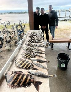 Two sheepshead fish caught in Jacksonville, Florida