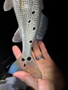 Fish-Species
