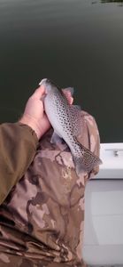 Fish-Species