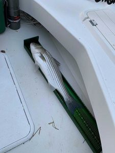 Fish-Species