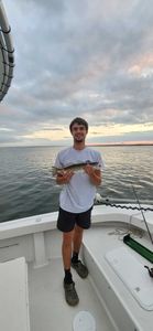 Fish-Species