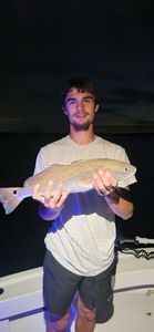 Fish-Species