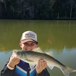 Fish-Species