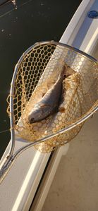 Fish-Species