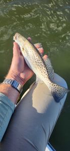 Fish-Species