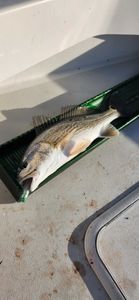 Fish-Species