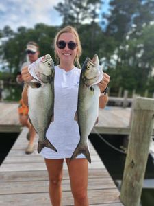 Two bluefish caught on a fishing trip in VA