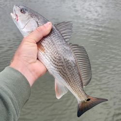 Two redfish caught during a cruises, fishing trip in VA