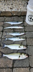 5 bluefish and spanish mackerel fishes caught during cruises and fishing in Reedville