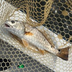 A cruises and fishing trip in the picturesque town of Reedville