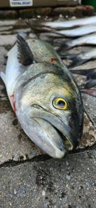 Fishing cruises and angling adventures in Reedville