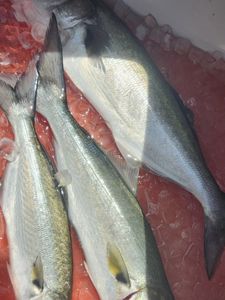 Fresh caught fish displayed on ice at fishing market in Reedville VA