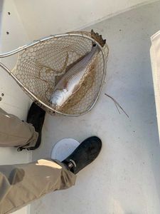 One fishing trip in VA