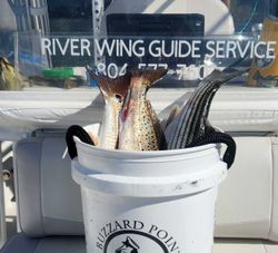 Sea Trout in Reedville