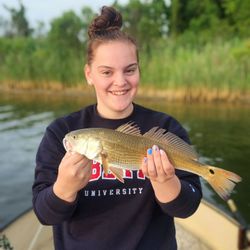 Redfish caught in Virginia, 16 inches long