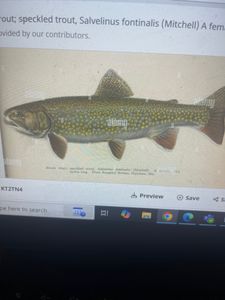 Brook Trout fishing in FL