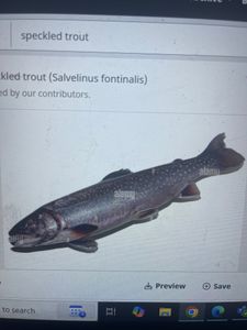 Bull Trout fishing in FL