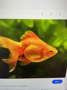 Catching a glimpse of this vibrant orange fish swimming in its lush underwater home.