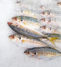 Three fish caught while fishing in New York
