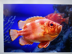 Hanging out with my new fishy friend in the colorful underwater paradise.