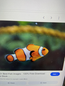 Just keep swimming, little clownfish!