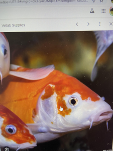 Koi fish swimming gracefully in their aquatic abode.