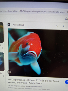 Mesmerizing underwater dance of the crimson koi.