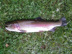 Rainbow trout caught in New York