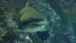 Majestic sand tiger shark swimming in the waters of New York