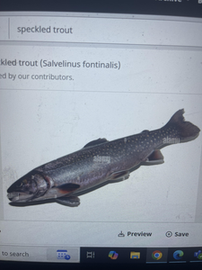 Spotted trout looking good on the screen!