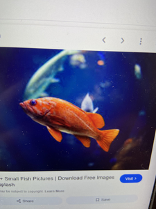 Vibrant saltwater beauty swimming in the deep blue.