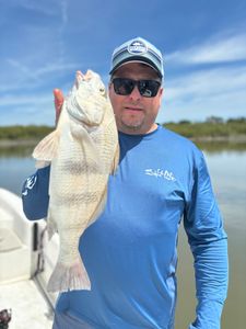 Black Drum fish in FL