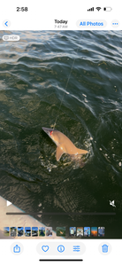 Fish-Species
