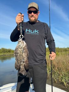 Tripletail fish caught in Steinhatchee