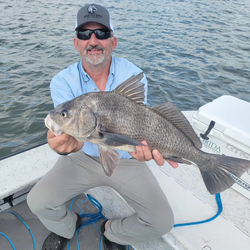 A black drum fish caught in FL