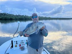 Photo of a black drum fish caught by a person in New Smyrna Beach, Florida