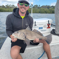 Caught a beautiful black drum fish while fishing in FL