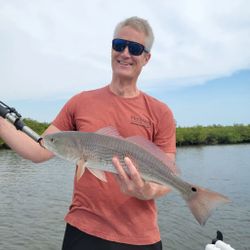 Redfish, 24-inch fishing catch in Florida