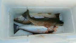 Trout Fishing  in Wisconsin
