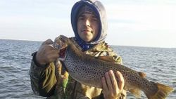 Brown Trout in Wisconsin