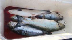 Chinook Salmon in Wisconsin